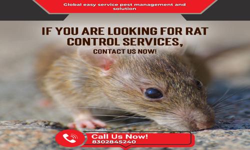 Global Easy Services - Pest Control in Jyoti Nagar, Alwar