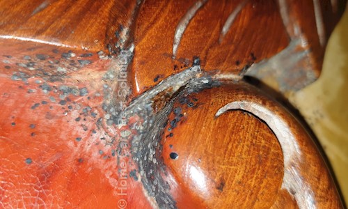 HOME CARE PEST SOLUTION - Pest Control in Ultadanga, Kolkata