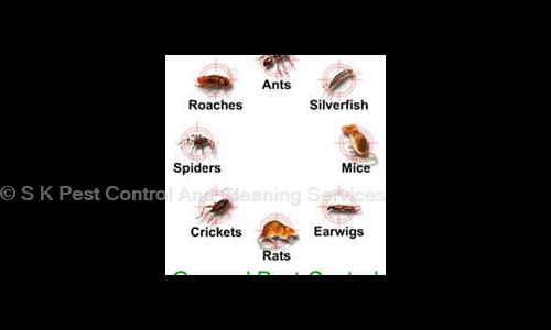 S K Pest Control And Cleaning Services - Pest Control in Satyam Park Society, Vadodara