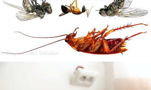 Gayatri Pest Solution - Pest Control in Satellite, Ahmedabad