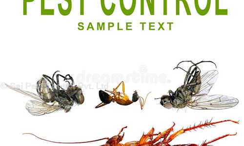 Sai Pest Control Pvt Ltd - Pest Control in Sangam Vihar, Delhi