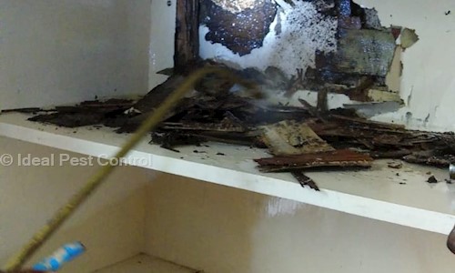 Ideal Pest Control - Pest Control in Bavdhan, Pune