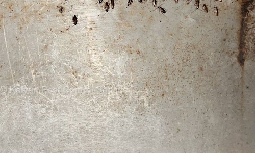 Kalyan Pest Control Service - Pest Control in Sector 52, Chandigarh