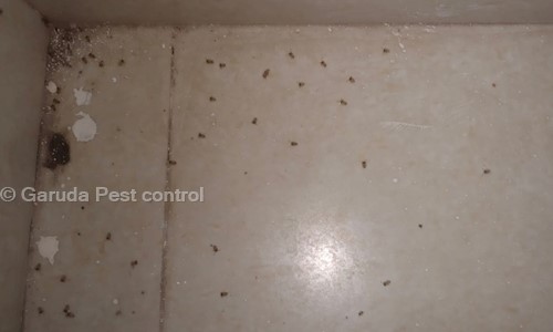 Garuda Pest control - Pest Control in Basaveshwara Nagar, Bangalore