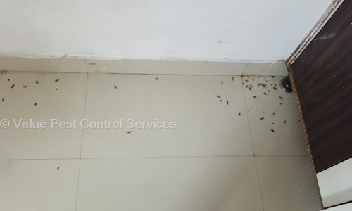 Value Pest Control Services - Pest Control in Madhapur, Hyderabad