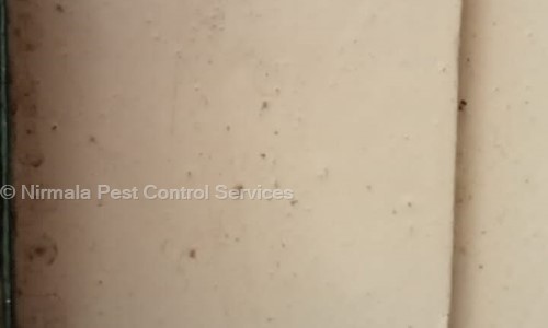 Nirmala Pest Control Services - Pest Control in Jayanagar 3rd block, Bangalore