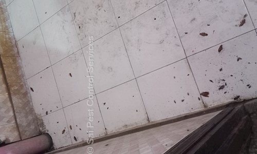 Sai Pest Control Services - Pest Control in Vasant Kunj, Delhi