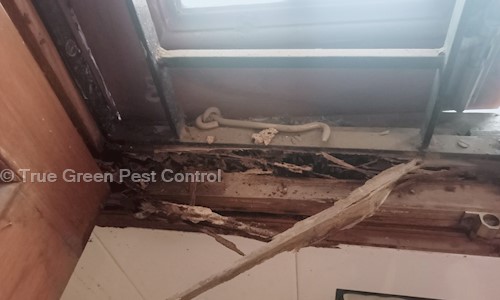True Green Pest Control	 - Pest Control in Ambala Cantt, Ambala