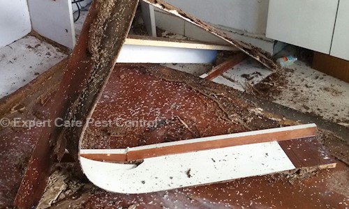 Expert Care Pest Control - Pest Control in Shakurbasti, Delhi