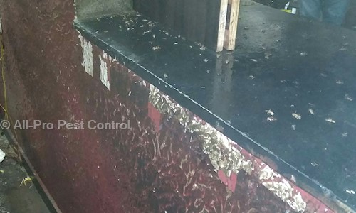 All-Pro Pest Control - Pest Control in Malkajgiri, Hyderabad