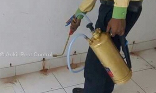 Ankit Pest Control - Pest Control in Wazirpur, Delhi