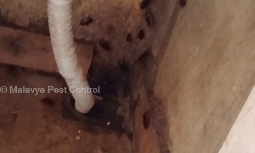 Malavya Pest Control - Pest Control in Omega II, Greater Noida