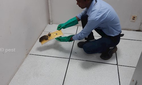 Shree Swami Samartha Pest Control And Cleaning Services - Pest Control in Manjari Budruk, Pune