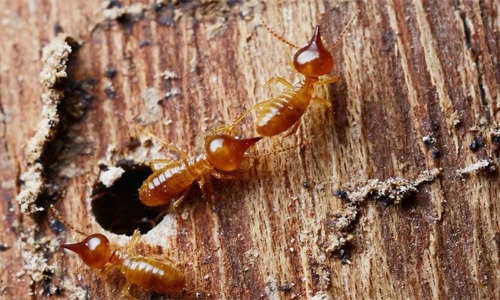 New Goa Pest Control Services - Pest Control in Mapusa, Goa