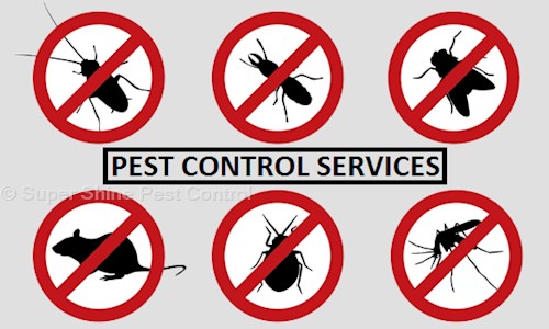 Super Shine Pest Control - Pest Control in S.A.S. Nagar, Chandigarh