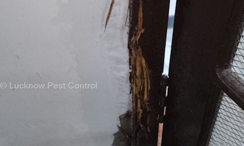 Lucknow Pest Control  - Pest Control in Lucknow, Lucknow