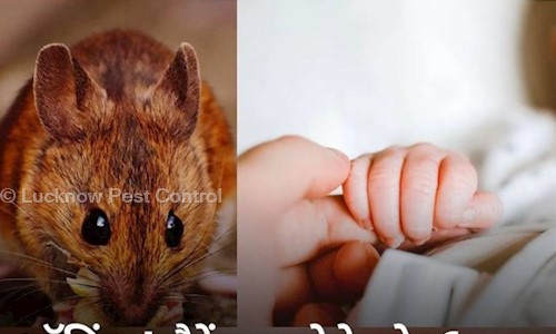Lucknow Pest Control - Pest Control in Transport Nagar, Lucknow