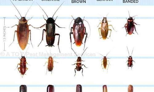A To Z Pest Management Services - Pest Control in Dum Dum, Kolkata