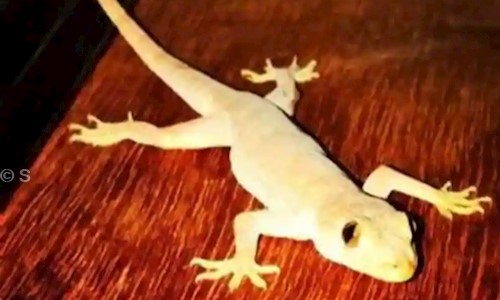 S.K Pest control services - Pest Control in Sahadatpura, Mau