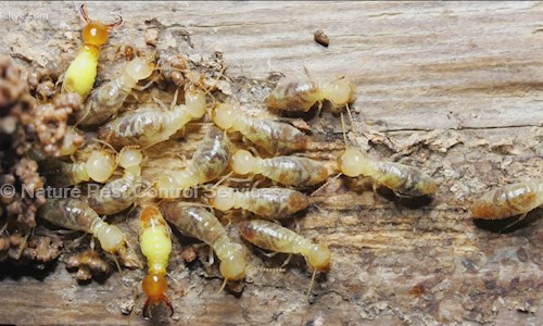 Nature Pest Control Services - Pest Control in Nallagoundampatti, Salem
