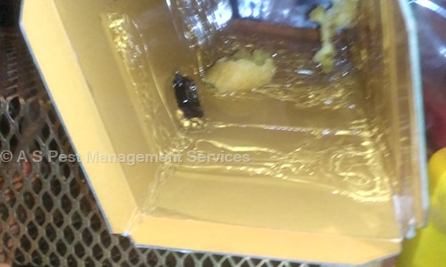 A S Pest Management Services - Pest Control in DLF, Gurgaon