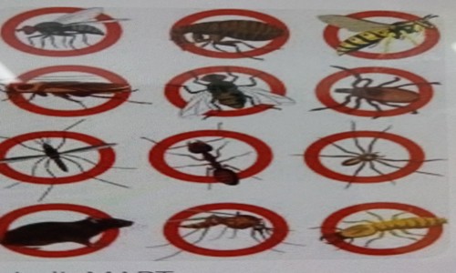 Pooja Pest control - Pest Control in Nagasandra, Bangalore