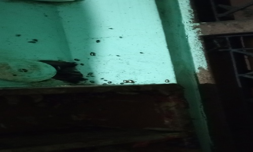 Neeraj Herbal Pest Control - Pest Control in Dakshinpuri, Delhi