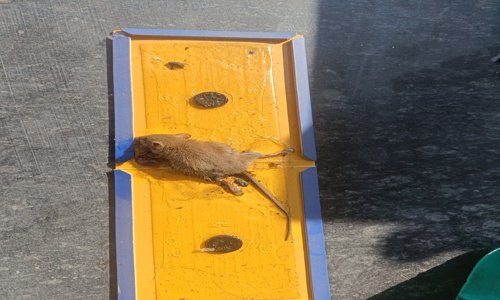 Pestsan Services Pvt. Ltd. - Pest Control in Rishi Nagar, Dehradun