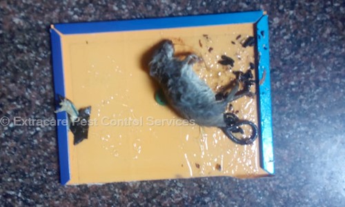 Extracare Pest Control Services - Pest Control in Nagenahalli, Bangalore