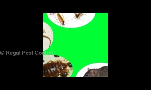 Regal Pest - Pest Control in Pitampura, Delhi