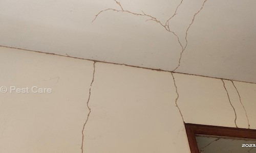 Pest Care - Pest Control in Baghajatin, Kolkata