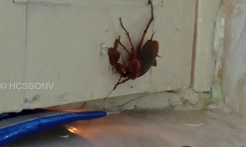 Hygienic Facility Care Service - Pest Control in Triplicane, Chennai