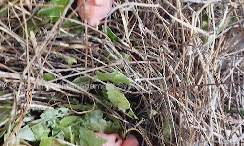 Shivish Pest Management Systems - Pest Control in Ambattur, Chennai