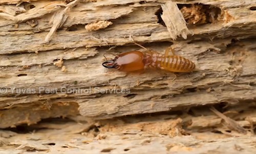 Yuvas Pest Control Services - Pest Control in K K Pudur, Coimbatore
