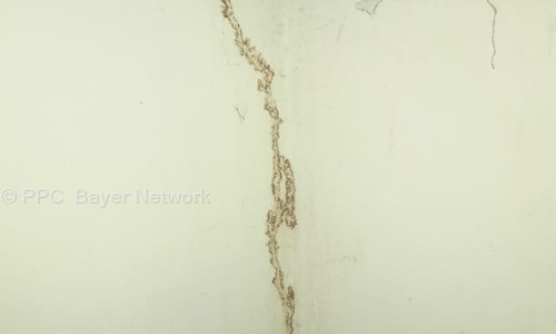 Power Big Pest Control - Pest Control in Valasaravakkam, Chennai