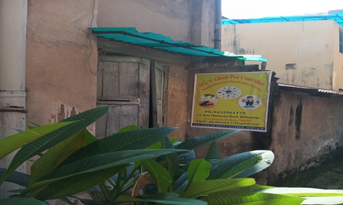 Pest Control - Pest Control in Ballygunge, Kolkata
