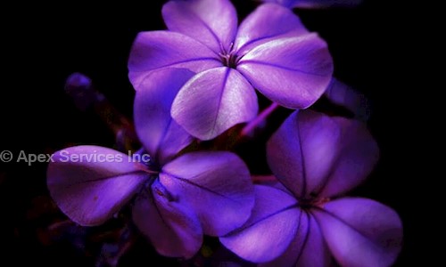 Apex Services Inc. - Pest Control in Vichoor, Chennai