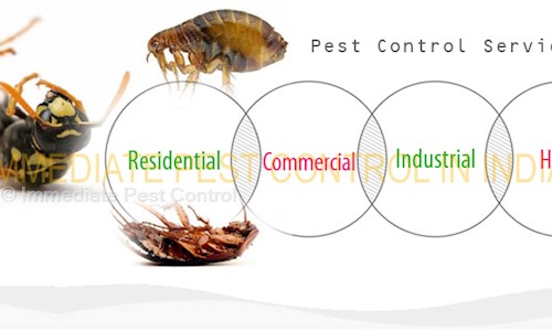 Immediate Pest Control - Pest Control in Sector 30, Faridabad