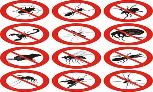 Pioneer Pest Control - Pest Control in Vinchipeta, Vijayawada