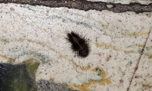 Premier Pest Solution???????????????? - Pest Control in Ambattur, Chennai