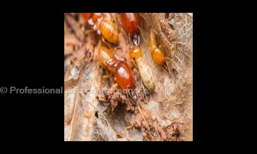 Professional past control service - Pest Control in Delhi, Delhi
