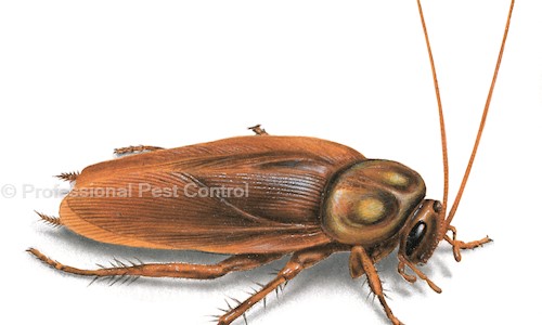 Professional Pest Control - Pest Control in Kurichi, Coimbatore