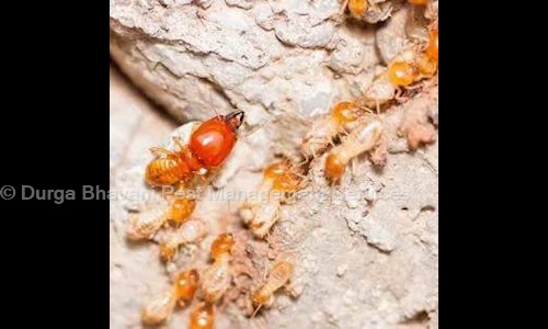 Durga Bhavani Pest Management Services - Pest Control in Manikonda, Hyderabad