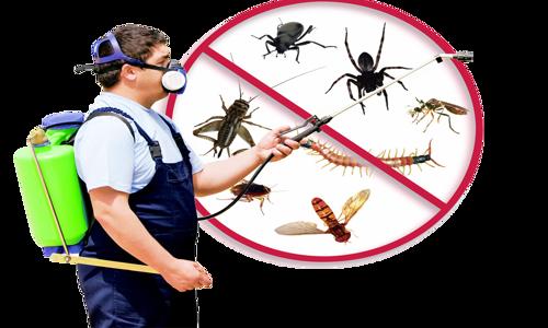 Regal Termite Pest Control - Pest Control in Wagholi, Pune
