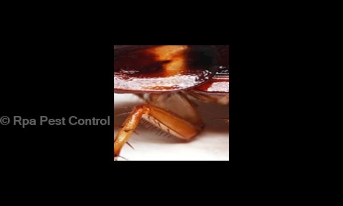 Rpa Pest Control - Pest Control in Sector 15, Noida