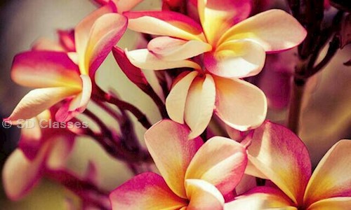 SD Classes - School Tuitions in Vellayambalam, Trivandrum
