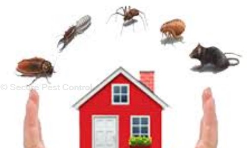 Rishu Chaudhary - Pest Control in Badarpur, Delhi
