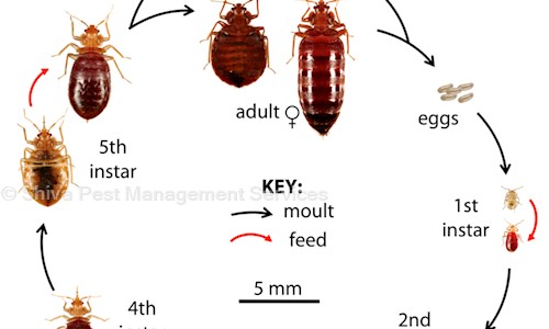 Shiva Pest Management Services - Pest Control in CV Raman Nagar, Bangalore