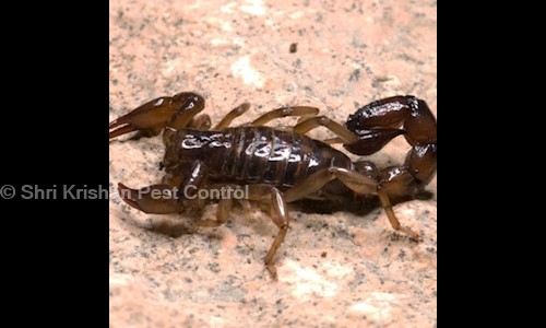 Shri Krishan Pest Control Service - Pest Control in Kokar, Ranchi