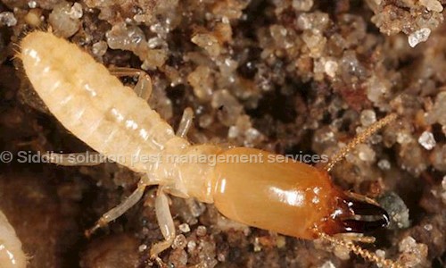 Siddhi Solution - Pest Control in Rahara, Kolkata